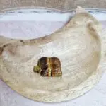 Obesek-slon-tigrovo-oko